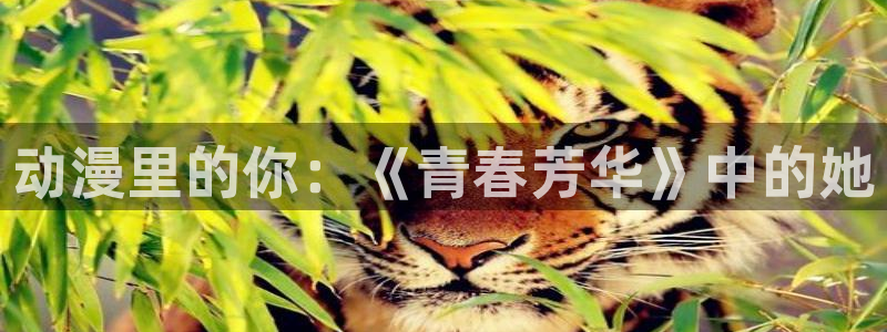 免费91动漫网站